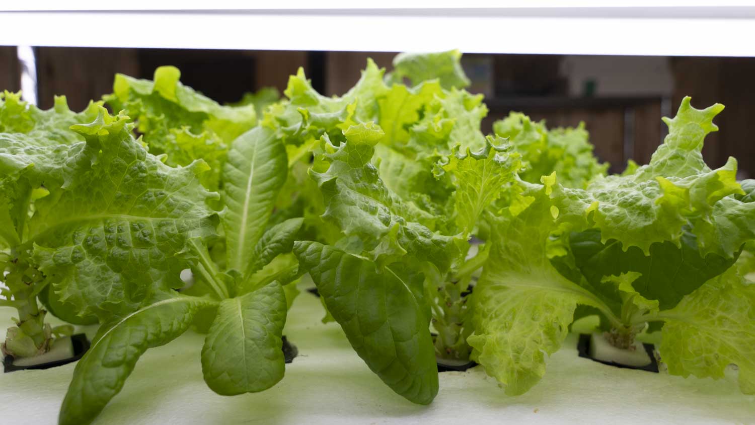 水耕栽培の様子