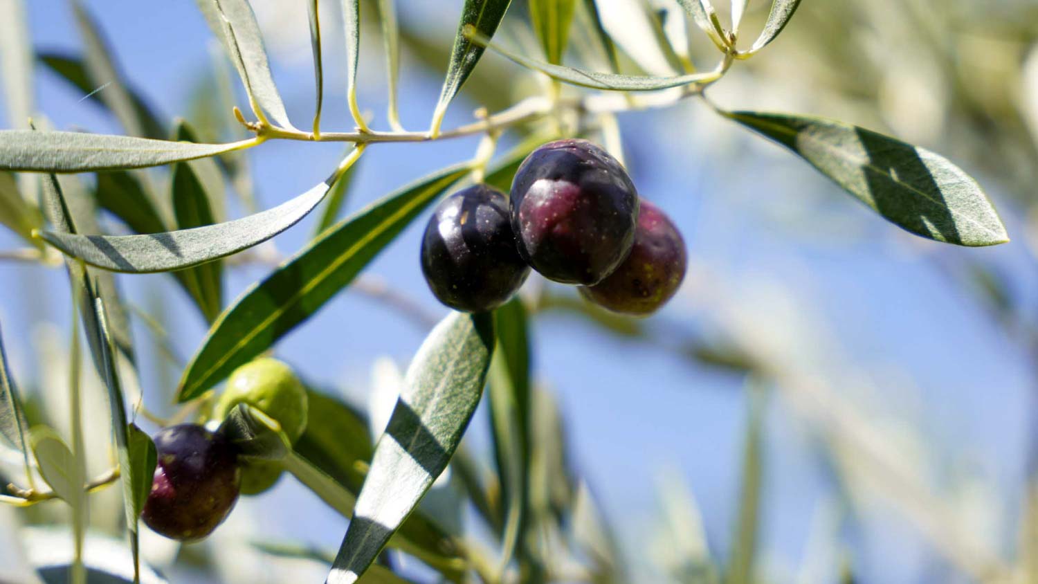 自社栽培オリーブ