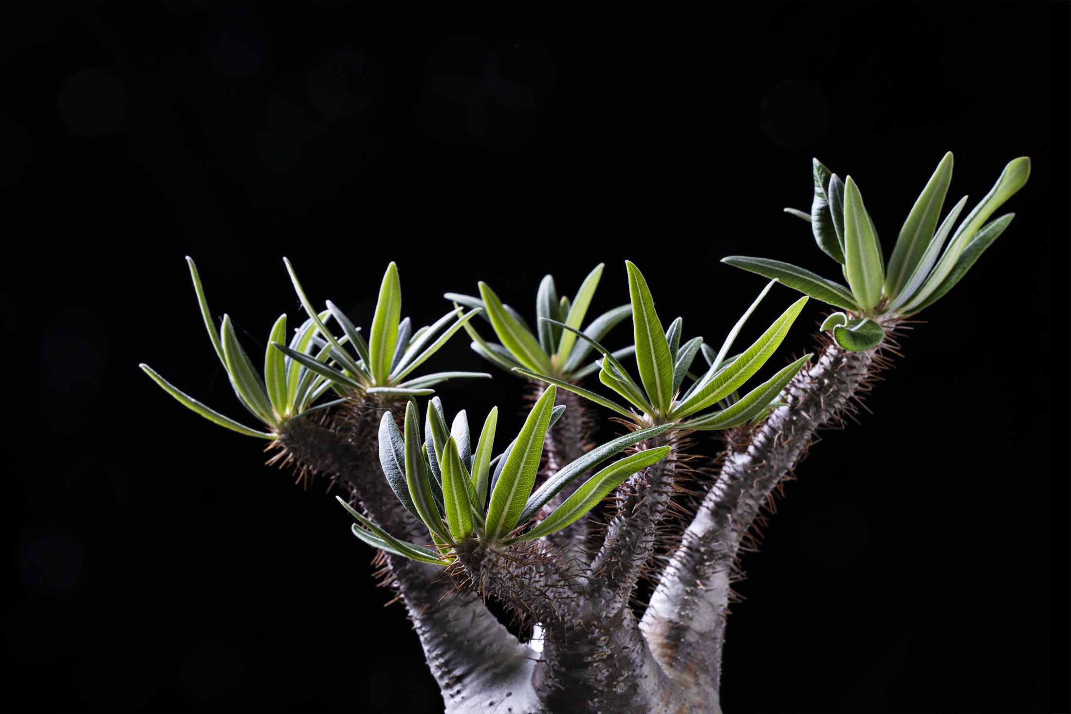 パキポディウム　グラキリス　 Pachypodium Gracilius