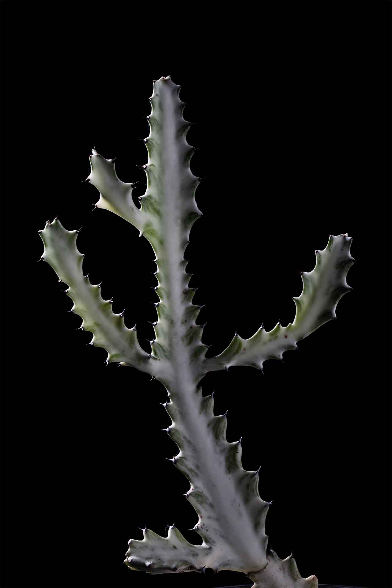 ホワイトゴースト【Euphorbia lactea White Ghost】