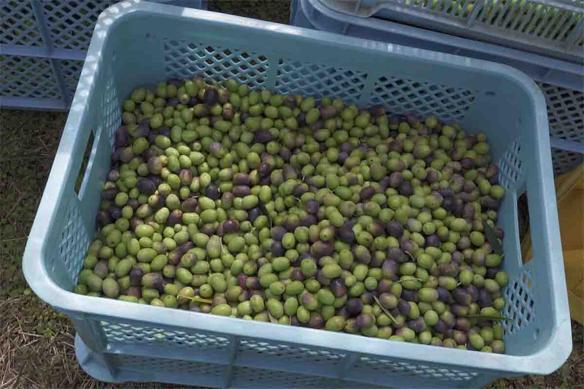 長崎県長与の自社農園で手摘みされたオリーブがいっぱいに入ったカゴ。