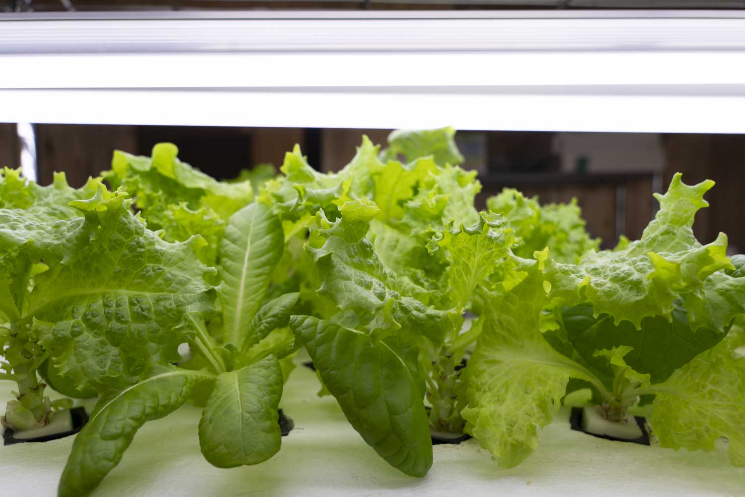 水耕栽培されたリーフレタス。LEDライトの下で鮮やかに育つ新鮮な葉野菜。